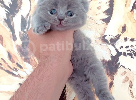 Gerçek Top Kafa Bebek Yüz Scoti̇sh Fold Bebegi̇mi̇z görsel