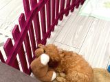 Çok Uygun Puanlı 11Haftalık Yavru Toy Poodle 2 Karma Aşili