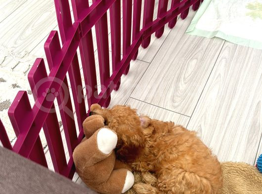 Çok Uygun Puanlı 11Haftalık Yavru Toy Poodle 2 Karma Aşili görsel