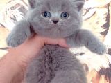 BABY FACE BRİTİSH YAVRUMUZ YENİ AİLESİNİ BEKLİYOR