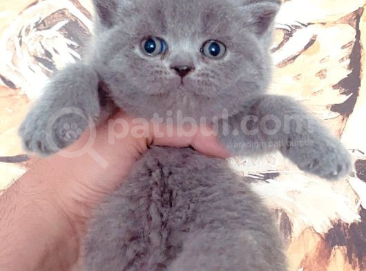 Baby Face Bri̇ti̇sh Yavrumuz Yeni̇ Ai̇lesi̇ni̇ Bekli̇yor