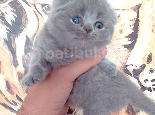 Gerçek Top Kafa Bebek Yüz Scoti̇sh Fold Bebegi̇mi̇z görsel