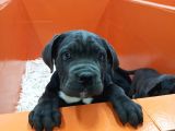 Blue bebekler