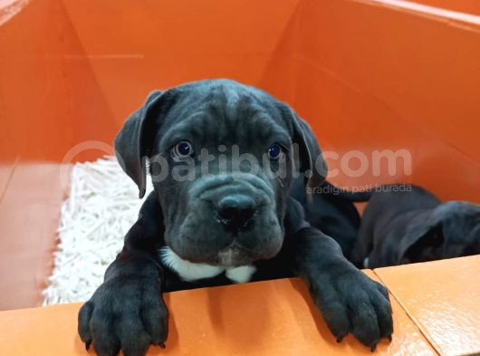 Blue Bebekler