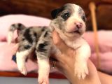 Border Collie Bebekler Yeni Yuvalarına Gitmeye Hazırlar