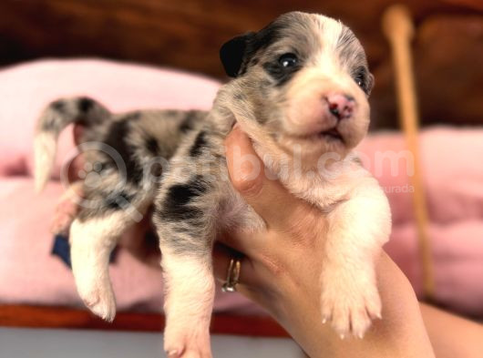 Border Collie Bebekler Yeni Yuvalarına Gitmeye Hazırlar görsel