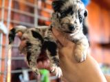 Border Collie Bebekler Yeni Yuvalarına Gitmeye Hazırlar