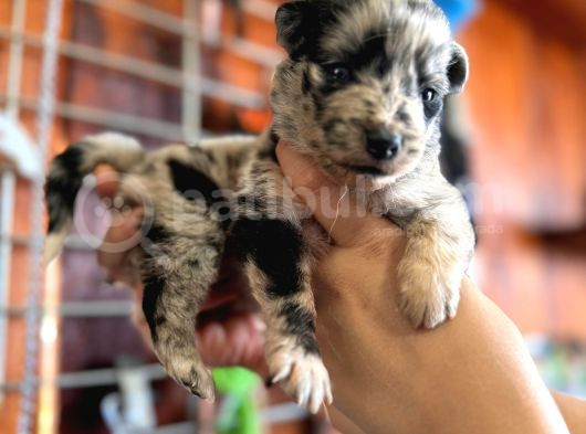 Border Collie Bebekler Yeni Yuvalarına Gitmeye Hazırlar görsel