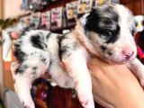 Border collie bebekler yeni yuvalarına gitmeye hazırlar