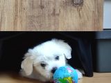 Eşyaları Ile Birlikte 2 Aylık Maltese Terrier