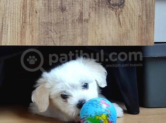 Eşyaları Ile Birlikte 2 Aylık Maltese Terrier görsel