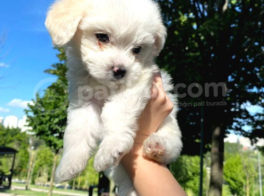 Eşyaları Ile Birlikte 2 Aylık Maltese Terrier görsel