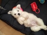 Eşyaları Ile Birlikte 2 Aylık Maltese Terrier