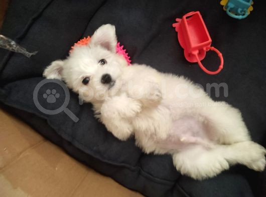 Eşyaları Ile Birlikte 2 Aylık Maltese Terrier görsel
