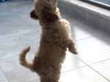 Çok Uygun Puanlı 11Haftalık Yavru Toy Poodle 2 Karma Aşili