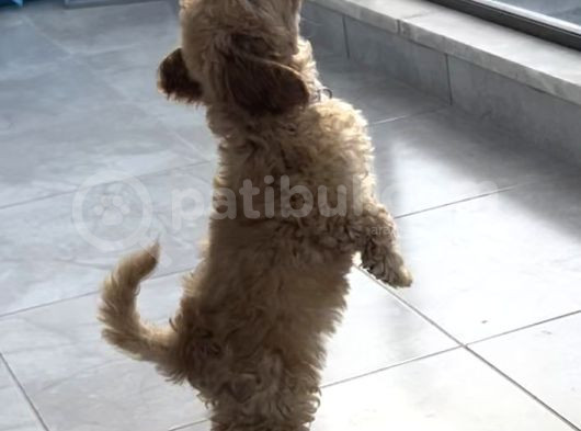 Çok Uygun Puanlı 11Haftalık Yavru Toy Poodle 2 Karma Aşili görsel