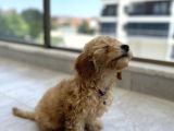 Çok Uygun Puanlı 11Haftalık Yavru Toy Poodle 2 Karma Aşili