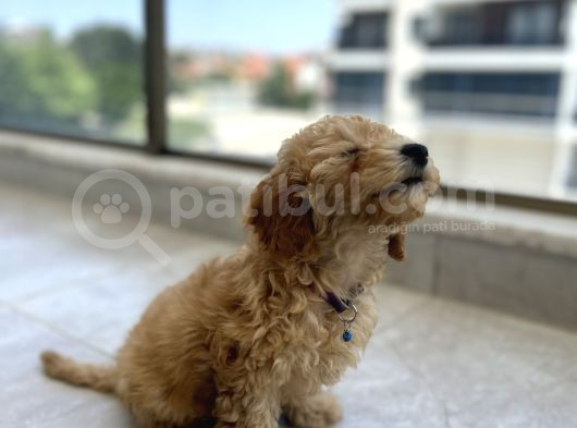 Çok Uygun Puanlı 11Haftalık Yavru Toy Poodle 2 Karma Aşili görsel