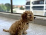 Çok uygun Puanlı 11haftalık YAVRU TOY POODLE 2 KARMA AŞILI