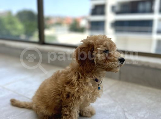 Çok Uygun Puanlı 11Haftalık Yavru Toy Poodle 2 Karma Aşili
