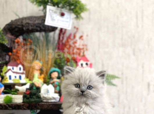 Üst Kali̇tede Bri̇ti̇sh Longhai̇r Blue Poi̇nt Yavrum