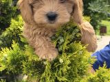 Yeni Yuvalarına Hazır Maltipoo Yavrularım 