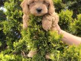 Yeni yuvalarına hazır maltipoo yavrularım 