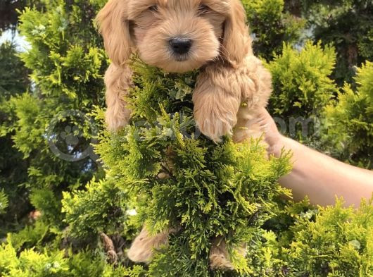 Yeni Yuvalarına Hazır Maltipoo Yavrularım 