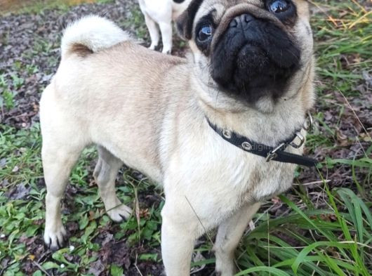 Irkının En Iyi Örneklerinden Pug Mobs Bebeklerimiz  görsel