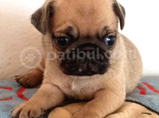 Irkının En Iyi Örneklerinden Pug Mobs Bebeklerimiz  görsel