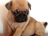 Irkının En Iyi Örneklerinden Pug Mobs Bebeklerimiz 