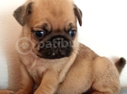 Irkının En Iyi Örneklerinden Pug Mobs Bebeklerimiz  görsel