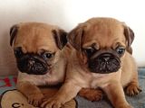 Irkının en iyi örneklerinden pug mobs bebeklerimiz 