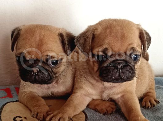 Irkının En Iyi Örneklerinden Pug Mobs Bebeklerimiz 