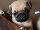 Irkının En Iyi Örneklerinden Pug Mobs Bebeklerimiz 