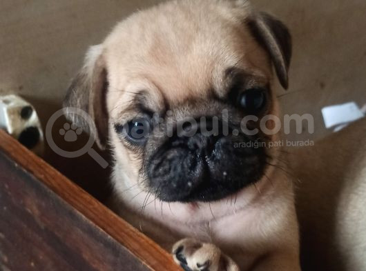 Irkının En Iyi Örneklerinden Pug Mobs Bebeklerimiz  görsel