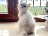 Saf Kan Şecereli Golden British Shorthair Yavrular