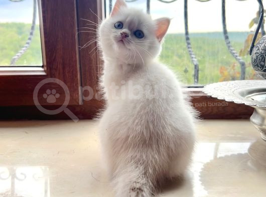 Saf Kan Şecereli Golden British Shorthair Yavrular görsel