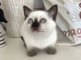 Blue Point Yavru Uyguna Verilecek