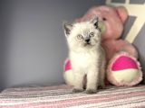 Safkan ve ırk garantili yavrularımız