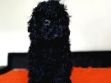 Safkan Black Toy Poodle Yavrular - Servis İmkanı
