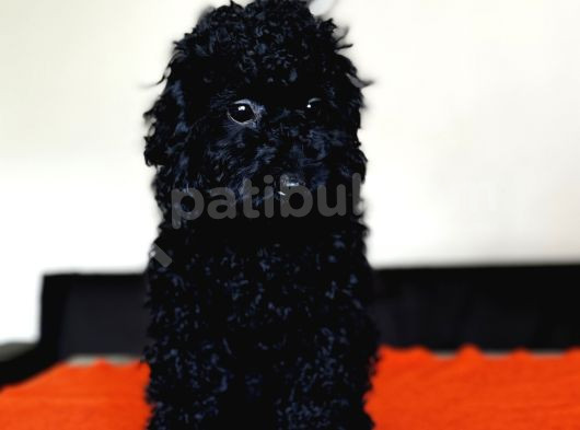 Safkan Black Toy Poodle Yavrular - Servis İmkanı görsel