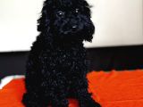 Safkan Black Toy Poodle Yavrular - Servis İmkanı