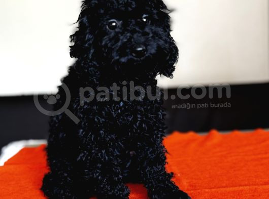 Safkan Black Toy Poodle Yavrular - Servis İmkanı görsel