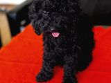 Safkan Black Toy Poodle Yavrular - Servis İmkanı