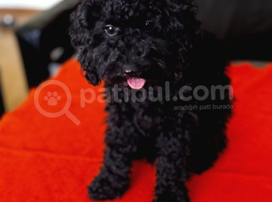 Safkan Black Toy Poodle Yavrular - Servis İmkanı görsel