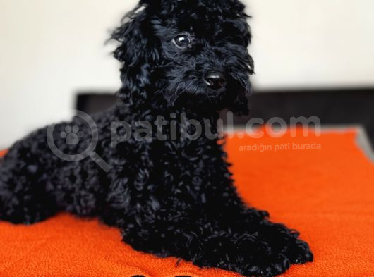 Safkan Black Toy Poodle Yavrular - Servis İmkanı görsel