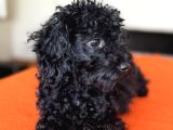 Safkan Black Toy Poodle Yavrular - Servis İmkanı