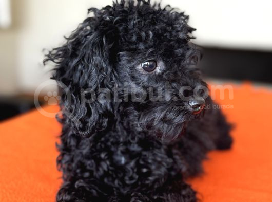 Safkan Black Toy Poodle Yavrular - Servis İmkanı görsel