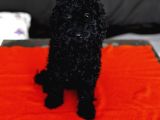 Safkan Black Toy Poodle Yavrular - Servis İmkanı